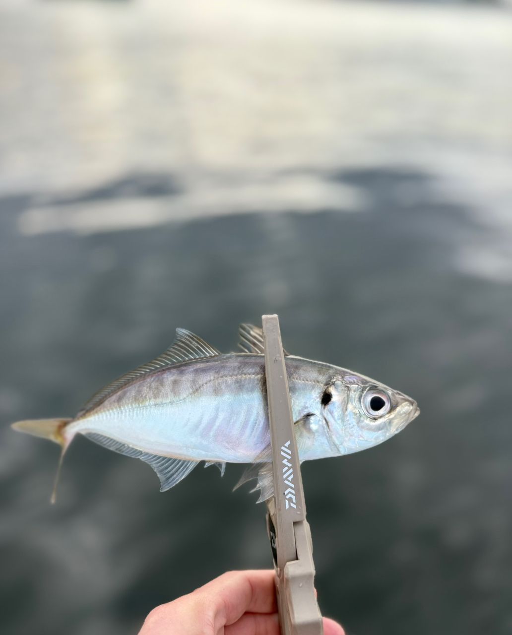 ナオ🐟さんの釣果 1枚目の画像