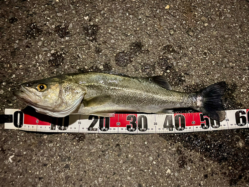 フッコ（マルスズキ）の釣果