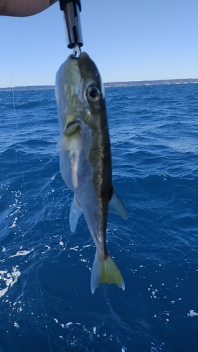 シロサバフグの釣果