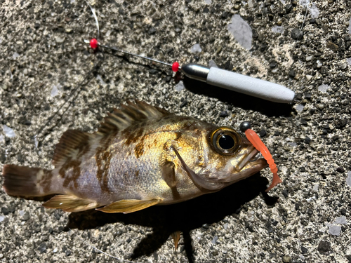 シロメバルの釣果