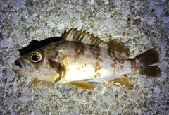 シロメバルの釣果