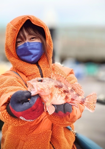 アラカブの釣果