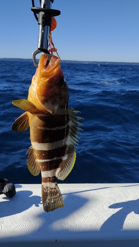 アオハタの釣果