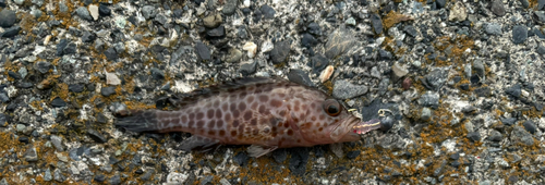 オオモンハタの釣果