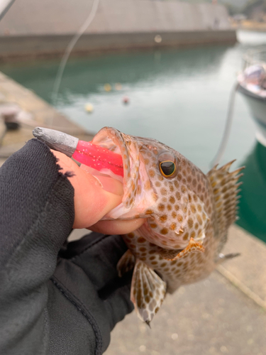 オオモンハタの釣果