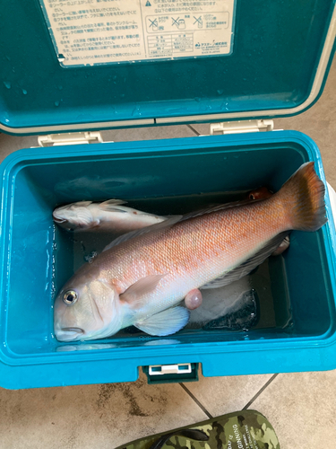 アマダイの釣果