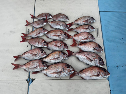 タイの釣果