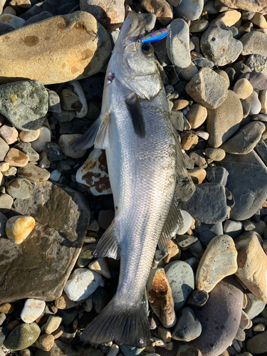 ヒラスズキの釣果