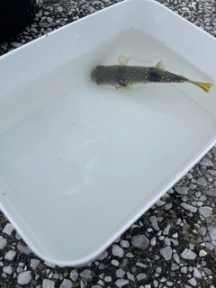 クサフグの釣果