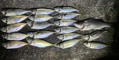 アジの釣果