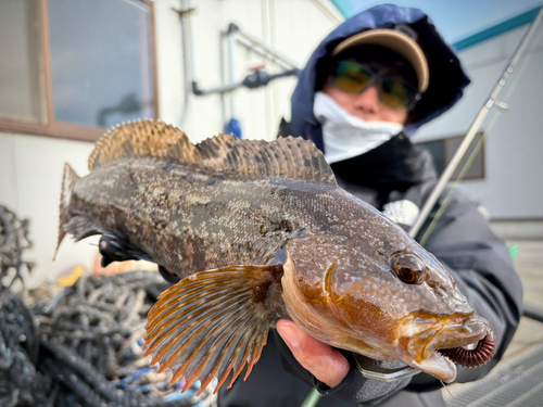 アイナメの釣果