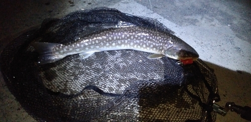 アメマスの釣果