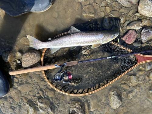 アメマスの釣果