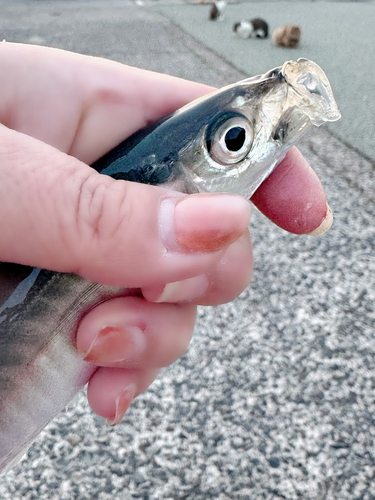 アオアジの釣果