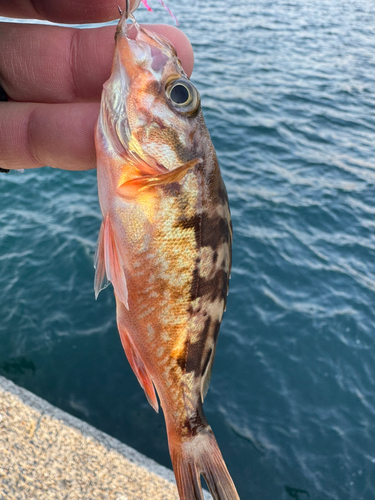 オキメバルの釣果