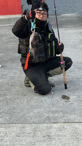 クロソイの釣果