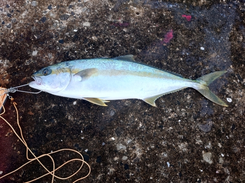 ヒラスの釣果