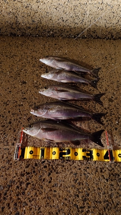 イサキの釣果