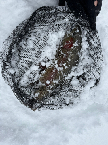 レインボートラウトの釣果