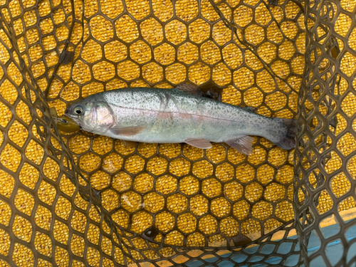 ニジマスの釣果