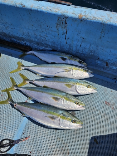 ヤズの釣果