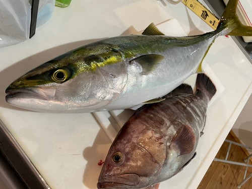 マハタの釣果