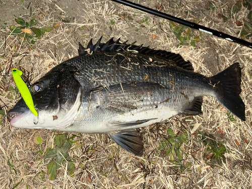 チヌの釣果