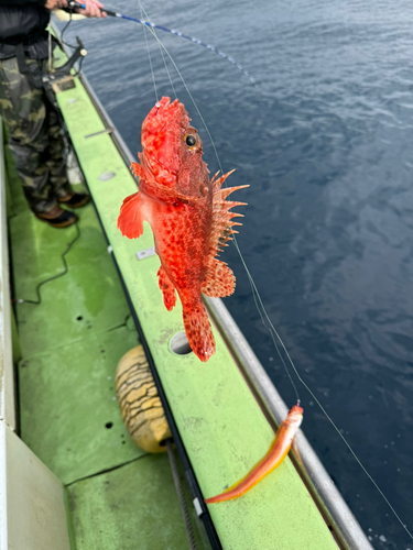 オニカサゴの釣果