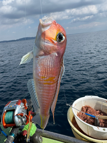 アカアマダイの釣果