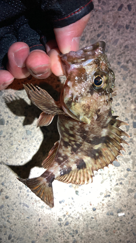 カサゴの釣果