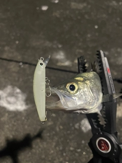 セイゴ（マルスズキ）の釣果