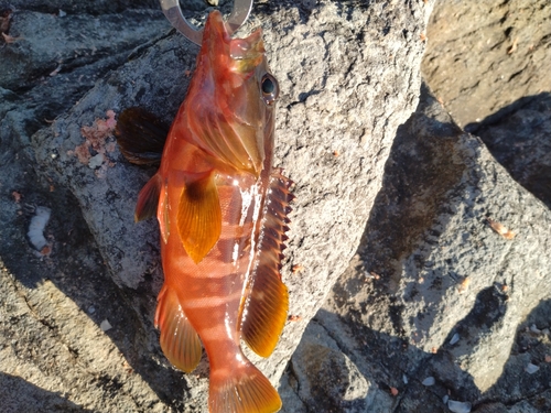 アカハタの釣果