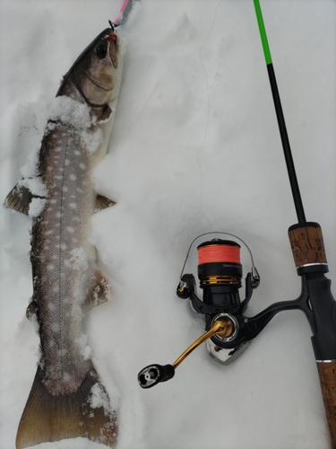 アメマスの釣果