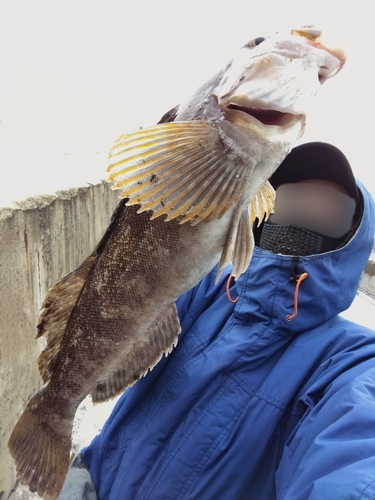 アイナメの釣果