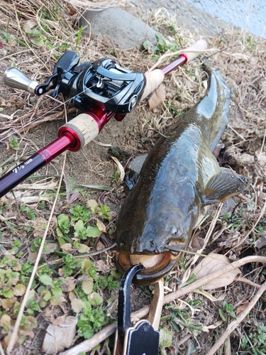 ナマズの釣果