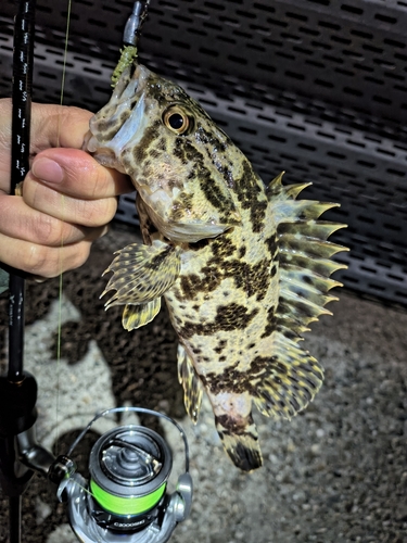 タケノコメバルの釣果