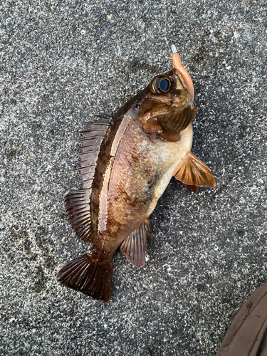 メバルの釣果