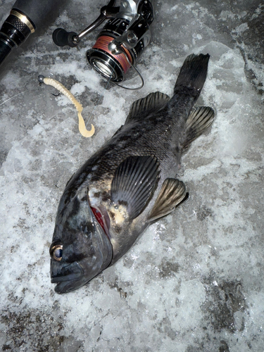 クロソイの釣果