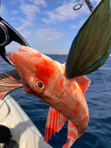 ホウボウの釣果