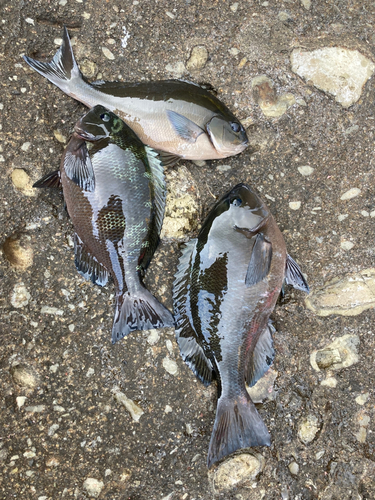 メジナの釣果