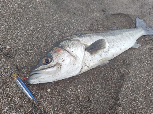 スズキの釣果