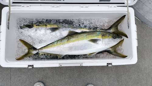 ハマチの釣果