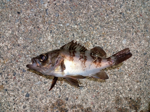 メバルの釣果