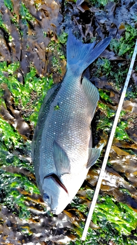 メジナの釣果