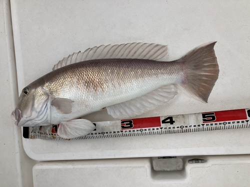 シロアマダイの釣果