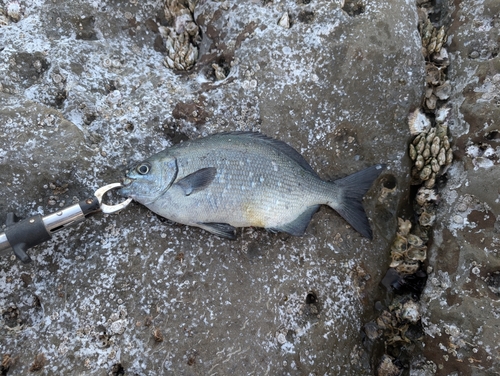 メジナの釣果