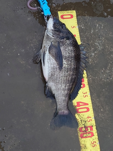 クロダイの釣果