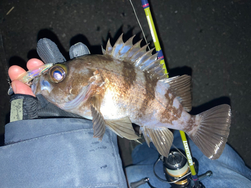 メバルの釣果