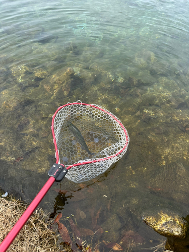 ニジマスの釣果