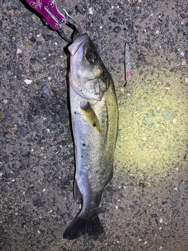 シーバスの釣果